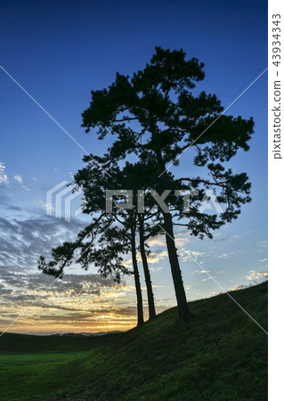 Pine trees, Northeastern, Saturn, Cheongju, Chungbuk Pine trees, Northeastern, Saturn, Cheongju, Chungbuk 43934343