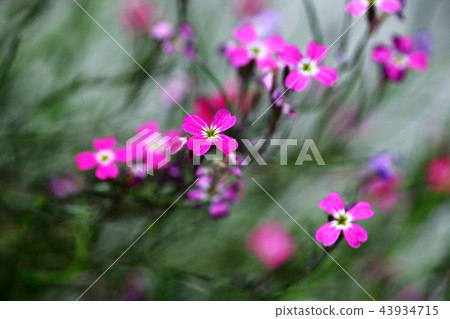 弗吉尼亞股票花 弗吉尼亞股票花 43934715