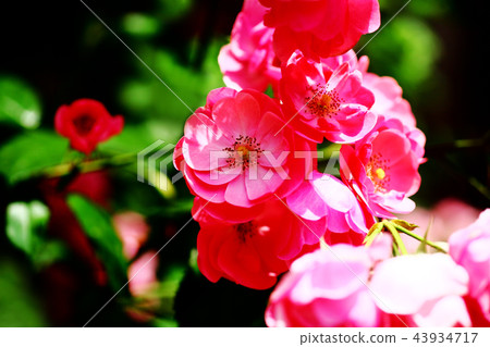 玫瑰安吉拉花 玫瑰安吉拉花 43934717