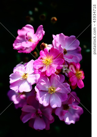 玫瑰昨日花 玫瑰昨日花 43934718