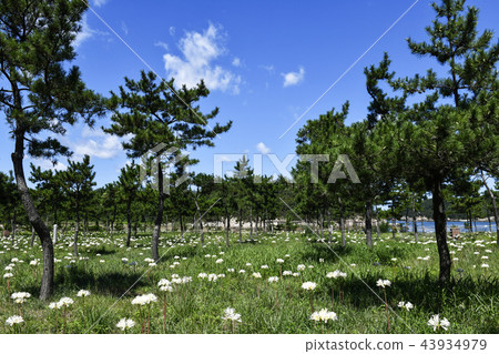 松樹，緯度近似，緯度，Buan-gun，Jeonbuk 43934979