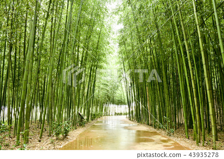 Bamboo, Gurye-gun, Jeonnam 43935278