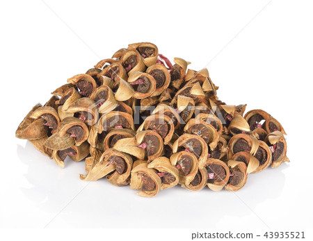 dry areca nut or betel nut chewing snack dry areca nut or betel nut chewing snack 43935521