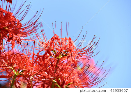Cluster amaryllis 43935607