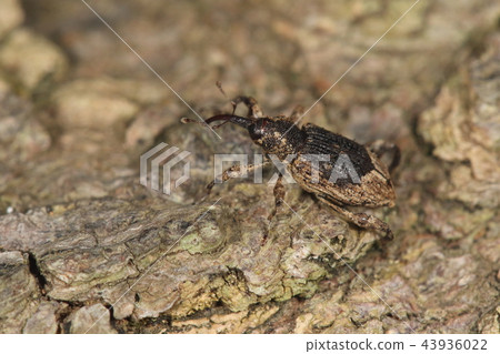 Creatures Insect A pattern similar to that of a sea bream and sea urchin weevil. The size is about 5 mm 43936022