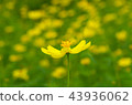 Cosmos 43936062