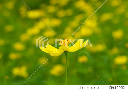 Cosmos 43936062
