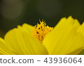 Cosmos 43936064
