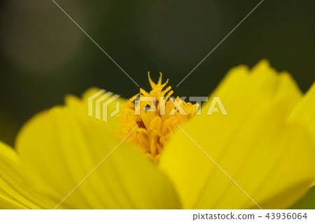 Cosmos Cosmos 43936064
