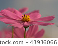 Cosmos 43936066