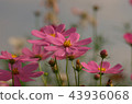 Cosmos 43936068