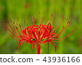 Cluster amaryllis 43936166