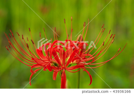 Cluster amaryllis Cluster amaryllis 43936166