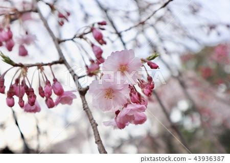 櫻花 櫻 賞櫻 43936387