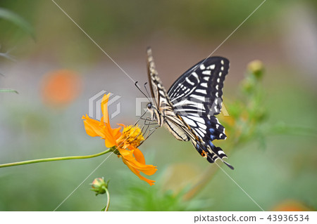 Namiageha棲息在宇宙宇宙上 43936534