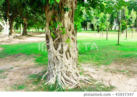 Bodhi tree it front of Wat in Sukhothai Historical Bodhi tree it front of Wat in Sukhothai Historical 43937347