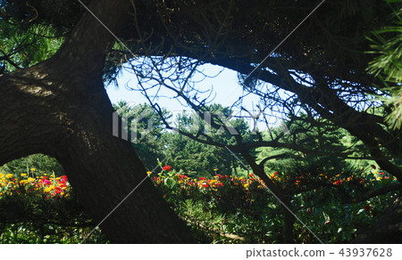 Colorful flowers seen from the big tree 43937628