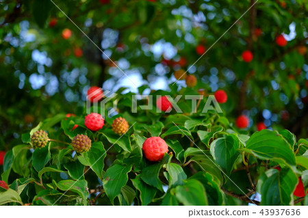 Red fruit (Yamaboushi) 43937636