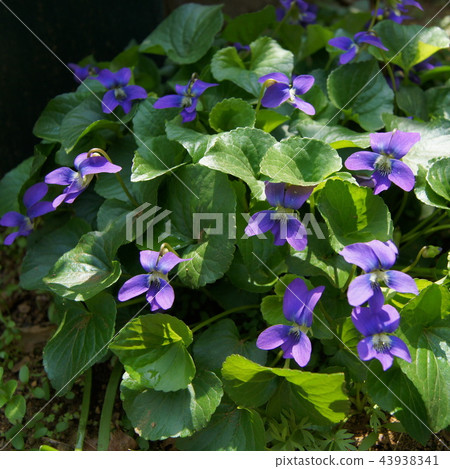 美國Sumirecaisin（Papilliona Care）通過陽光穿過樹林 43938341
