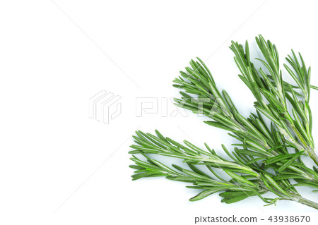 Fresh green rosemary isolated on a white background with copy space for your text. Top view. Flat Fresh green rosemary isolated on a white background with copy space for your text. Top view. Flat 43938670