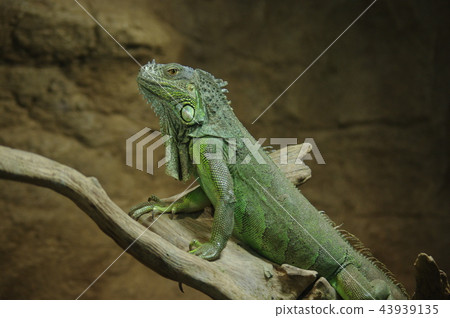 "iguana" "iguana" 43939135