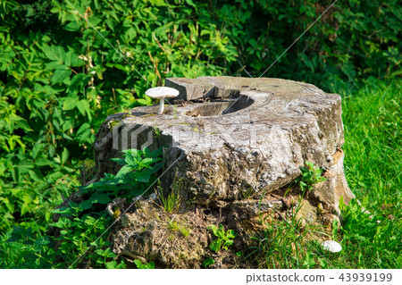 Rotten tree stump in the green summer 43939199