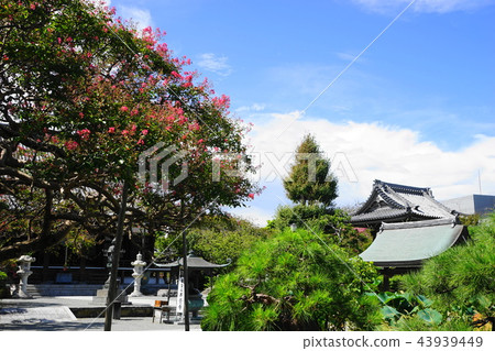 September: Hakakuji Temple, 549 Salsberg, Kamakura 43939449