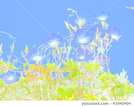 牽牛花牽牛花 牽牛花牽牛花 43940404