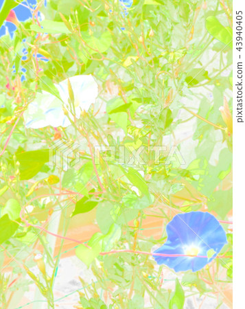 牽牛花牽牛花 牽牛花牽牛花 43940405