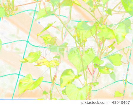 Morning glory morning glory Morning glory morning glory 43940407