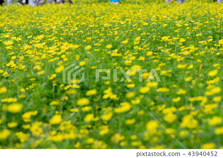 Yellow autumn flower Kiba cosmos was in bloom 43940452