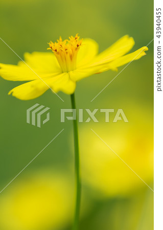 黃色秋天花木谷波斯菊在盛開 43940455