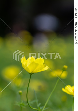 Yellow autumn flower Kiba cosmos was in bloom 43940456