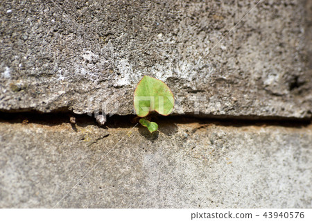 Leaves in the gap of the wall 43940576