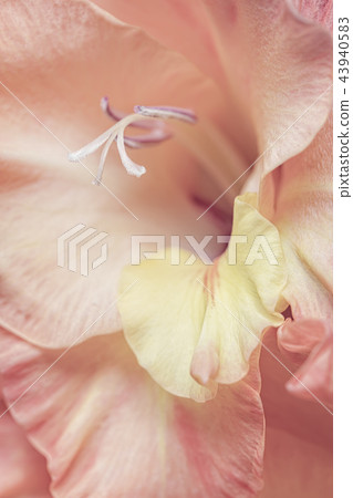 Gentle pale orange and pink Gladiolus flowers Gentle pale orange and pink Gladiolus flowers 43940583