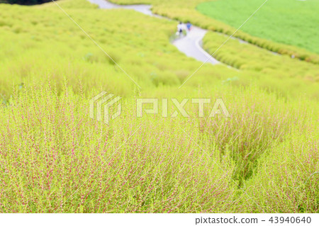 Kokia Hitachi beach park taken around September 20 43940640