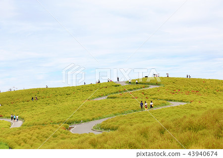 Kokia Hitachi beach park taken around September 20 Kokia Hitachi beach park taken around September 20 43940674