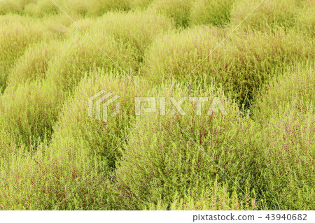 Kokia日立海灘公園於9月20日左右拍攝 43940682