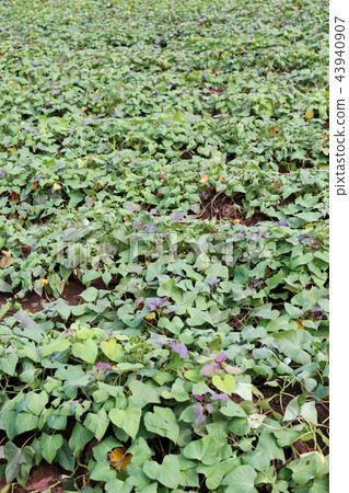 Sweet potato field September 20 shooting Ibaraki prefecture Hitachinaka city Sweet potato field September 20 shooting Ibaraki prefecture Hitachinaka city 43940907