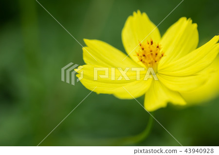 Yellow autumn flower Kiba cosmos was in bloom 43940928