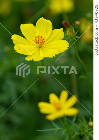 Yellow autumn flower Kiba cosmos was in bloom 43940929
