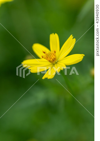 Yellow autumn flower Kiba cosmos was in bloom 43940930