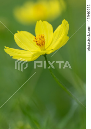 Yellow autumn flower Kiba cosmos was in bloom 43940931