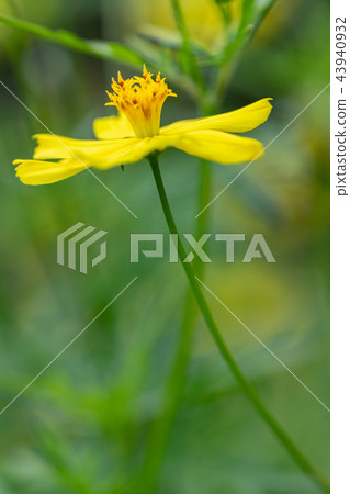 Yellow autumn flower Kiba cosmos was in bloom 43940932