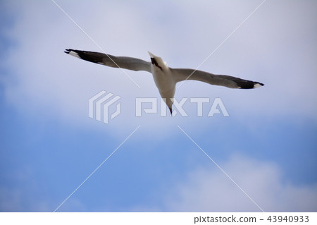 Seagull flying off the blue sky Australia (Penguin Island) 43940933