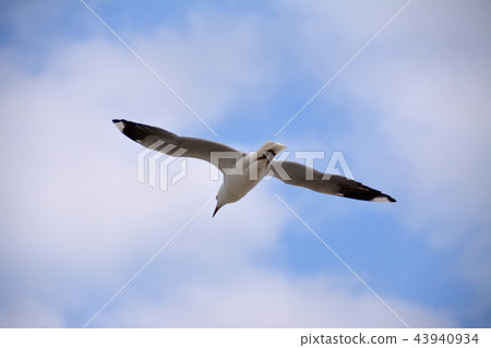 Seagulls dancing in the blue sky Australia (Penguin Island) 43940934