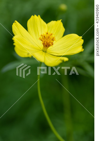 Yellow autumn flower Kiba cosmos was in bloom 43940960