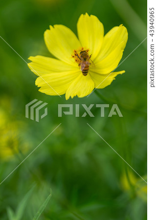 Yellow autumn flower Kiba cosmos was in bloom 43940965