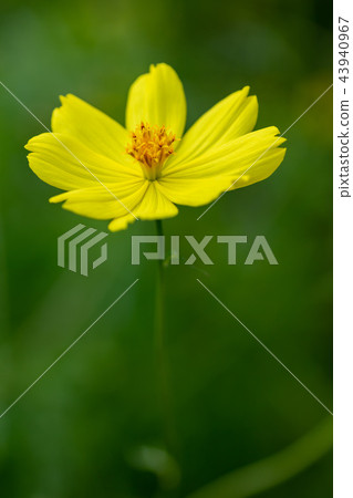 Yellow autumn flower Kiba cosmos was in bloom 43940967