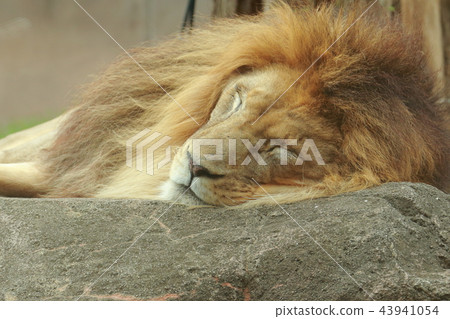 Sleeping male lion 43941054